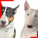 Bull Terrier (4 colours)