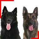 Belgian Shepherd (4 breeds)