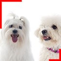 Bichons (3 breeds)