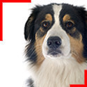 Black Tricolor Aussie