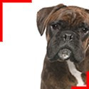 Brindle Boxer