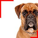 Fawn Boxer