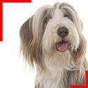 Bearded Collie