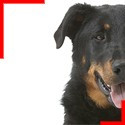 Beauceron