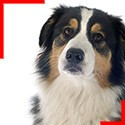 Australian Shepherd