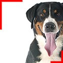 Swiss Mountain Dog