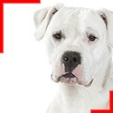 Dogo Argentino