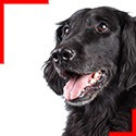 Flat Coated Retriever