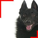 Schipperke