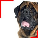 English Mastiff