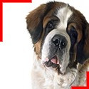 St. Bernard