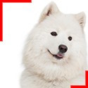 Samoyed