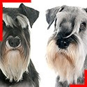 Schnauzer