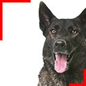 Dutch Shepherd