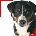 Appenzeller Sennenhund