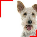 Fox Terrier