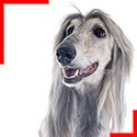 Afghan Hound