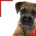 Border Terrier