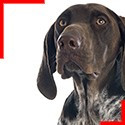 German Shorthaired Pointer