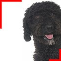 Spanish Water Dog