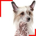 Chinese crested dog