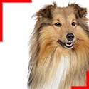 Rough Collie