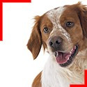 Brittany Spaniel