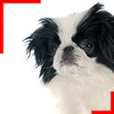 Japanese Chin