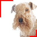 Lakeland Terrier