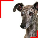 Spanish Galgo