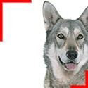 Saarloos wolfdog