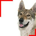 Czechoslovakian Wolfdog