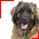 Leonberger