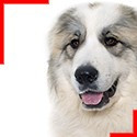 Great Pyrenees