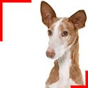 Podenco Canario