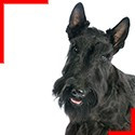 Scottish Terrier