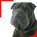 Shar-Peï 