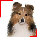 Shetland Sheepdog