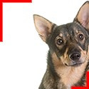 Swedish Vallhund