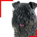 Kerry Blue Terrier