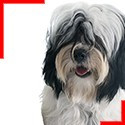 Tibetan Terrier