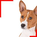 Basenji