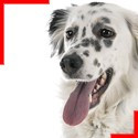 English Setter