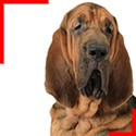 Bloodhound