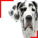 Great Dane