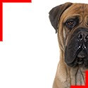 Bullmastiff