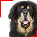 Tibetan Mastiff