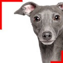 Italian Greyhound