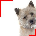 Cairn Terrier