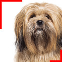 Lhasa Apso